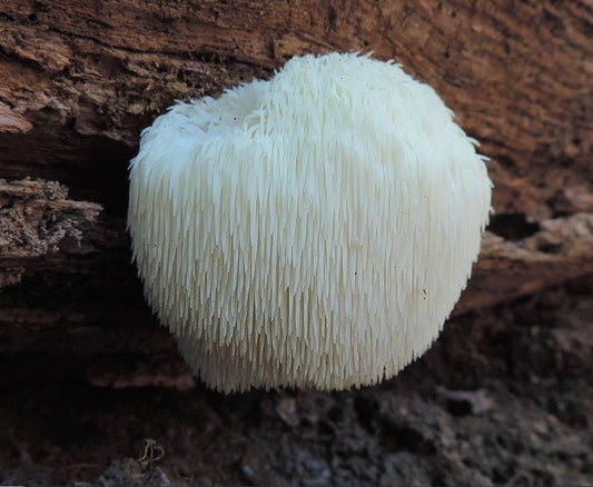 Lion’s Mane Mushroom: The Mushroom for the Mind