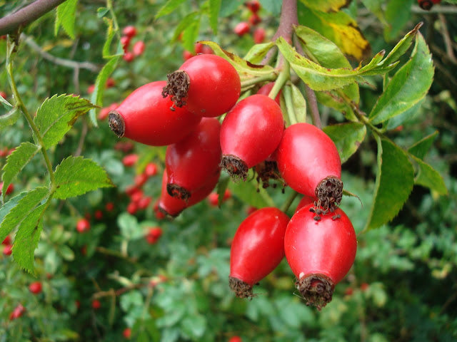 Rosehip tea