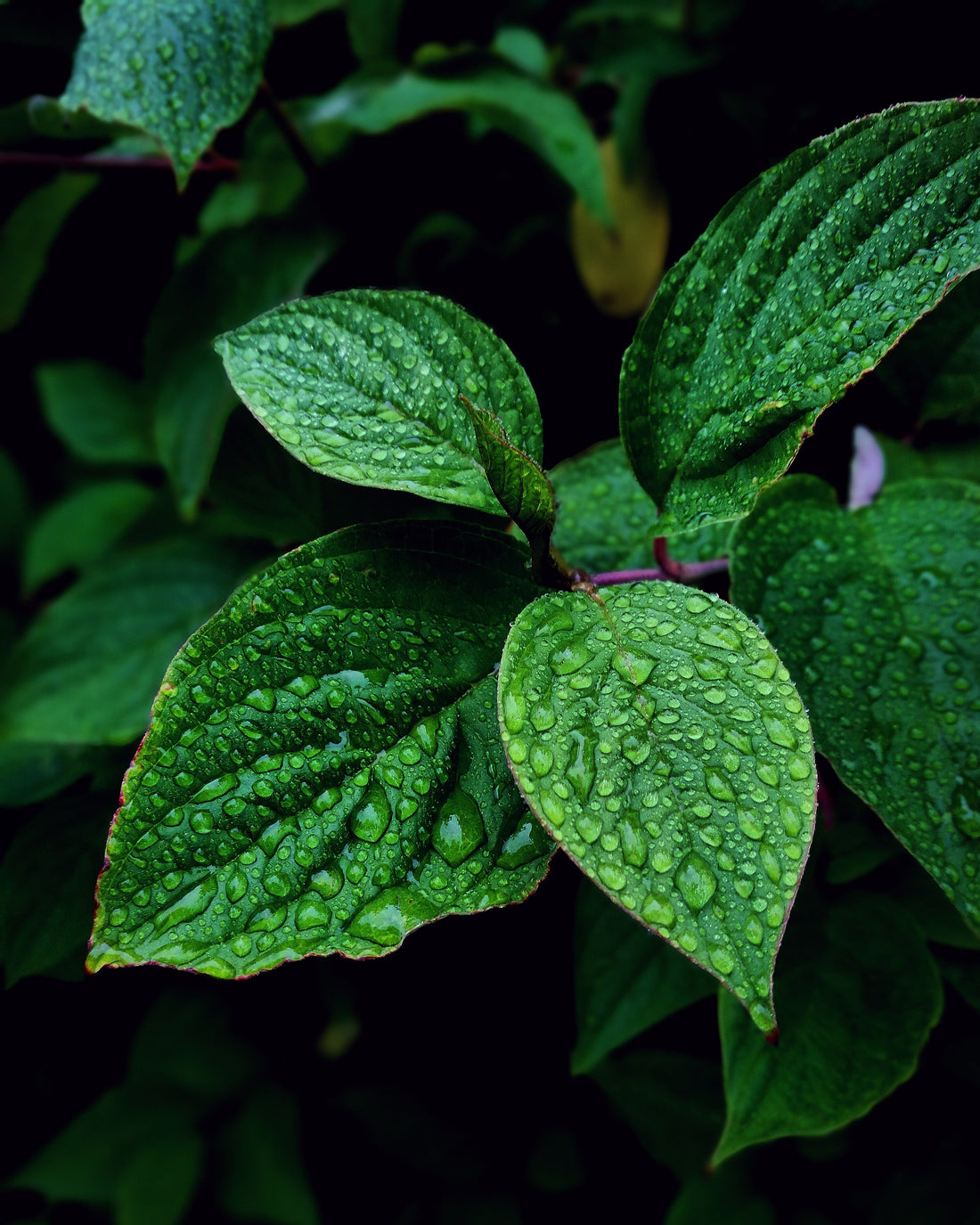 Horsemint tea for digestion health